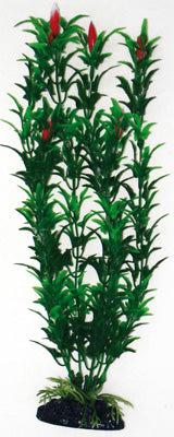 PLANTE EGERIA FLOWERS BICOLOUR 18cm
