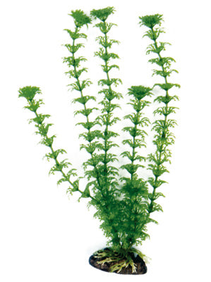 PLANTE CABOMBA 18cm