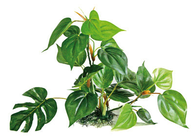 PLANTE ANUBIAS 30cm