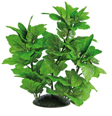 PLANTE HYGROPHILA 30cm