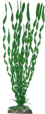 PLANTE VALISNERIA MAJOR 36cm