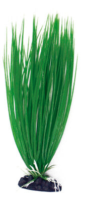 PLANTE ACORUS 18cm