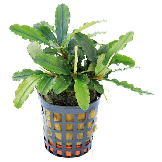 Bucephalandra Theia Vert
