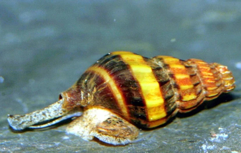 Escargot marin à rayures jaunes et brunes pour aquarium récifal, vivant et naturel