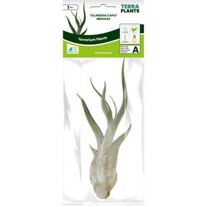 Pt-Tillandsia Caput Medusae