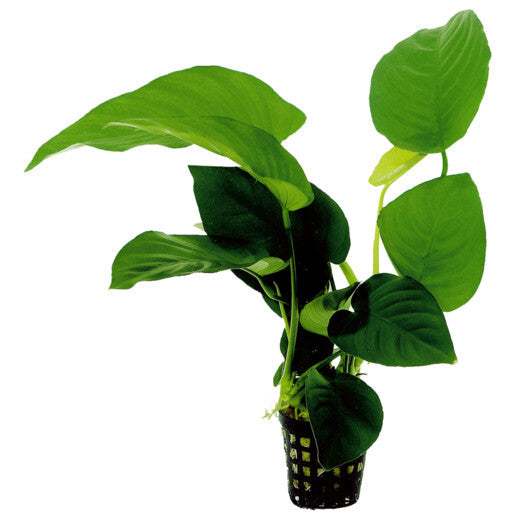 Anubias Barteri