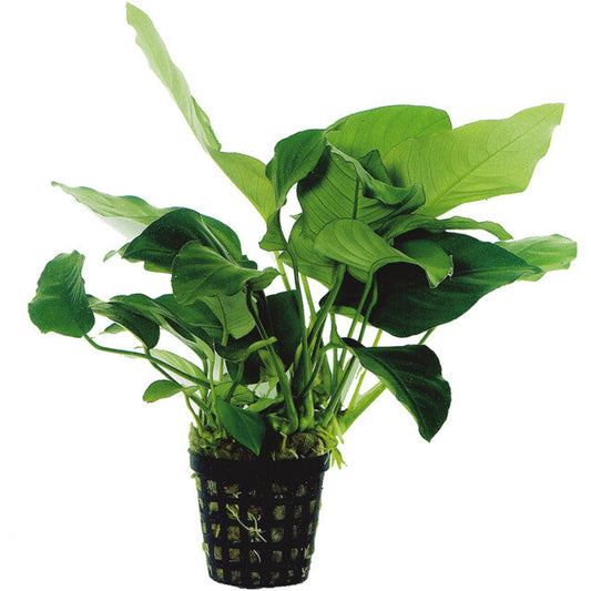 Anubias Barteri var.Nana