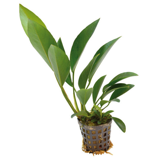 Anubias Congensis