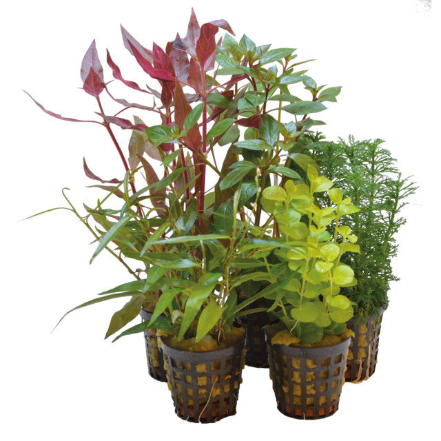 Combi Pack 5 Pots
