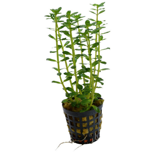 Rotala Indica
