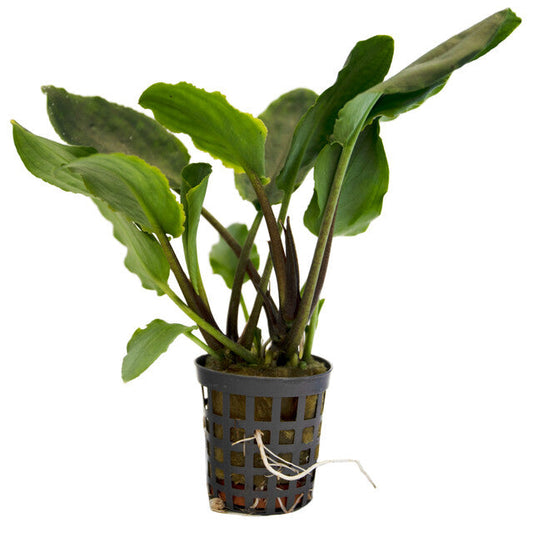 Lagenandra Meeboldii Green