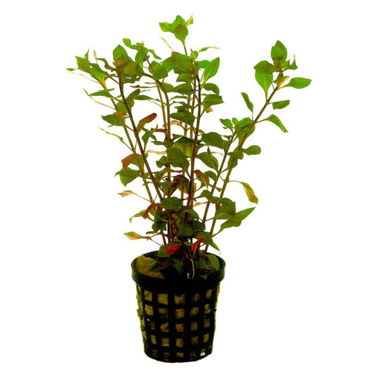 Ludwigia Palustris Rouge