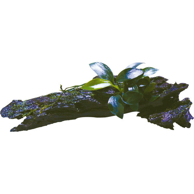 Racine Bois Anubias Nana Bonzai Size Xss