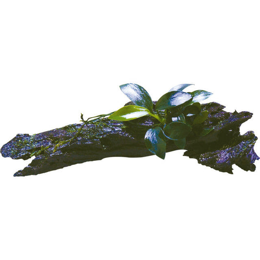 Racine Bois Anubias Nana Bonzai Size Xss