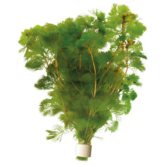Cabomba Aquatica En Eco Bouquet