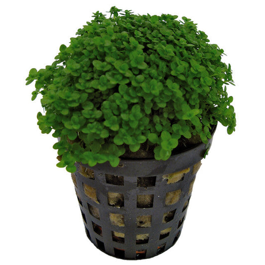 Hemianthus Callitrichoides
