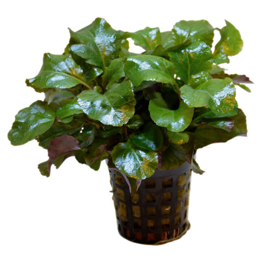 Lobelia Cardinalis Wavy