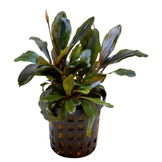 Bucephalandra Theia