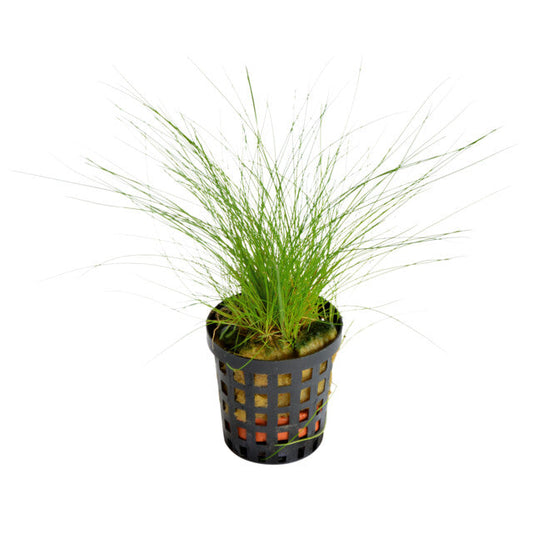 Eleocharis Acicularis