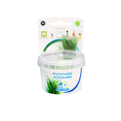 Easy Grow 39 Eleocharis Acicularis