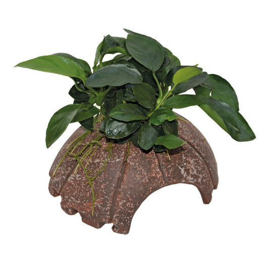 Deco Coconut Anubias 10X12X7 Cm