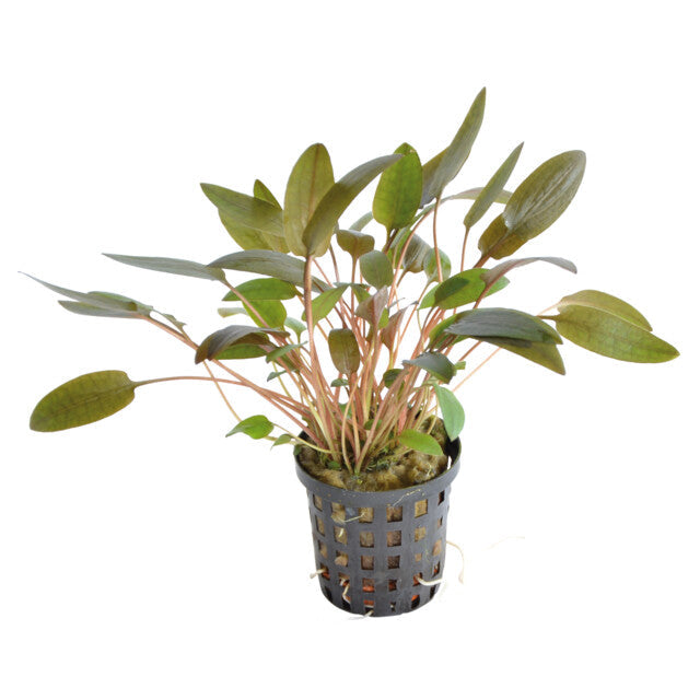Cryptocoryne Wendtii Marron