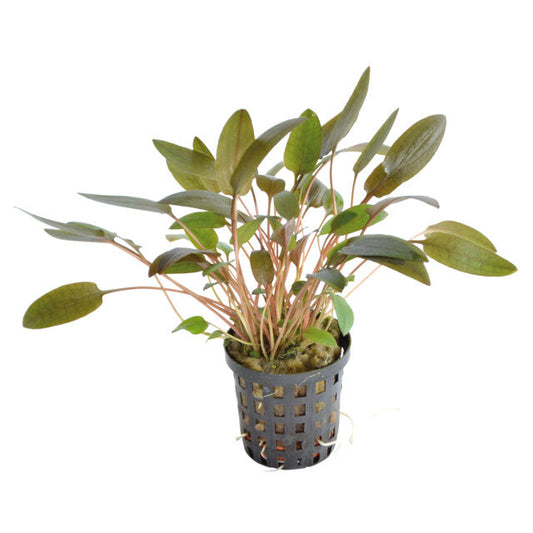 Cryptocoryne Wendtii Marron