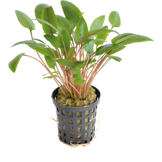 Cryptocoryne Wendtii Vert