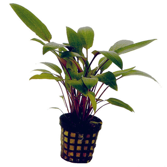 Cryptocoryne Beckettii