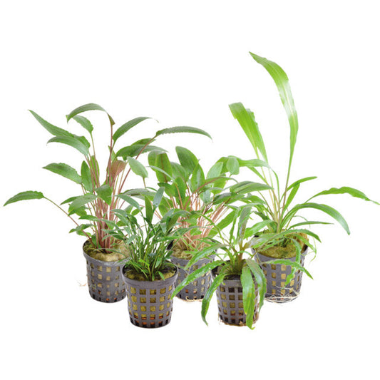 Cryptocoryne Mixed