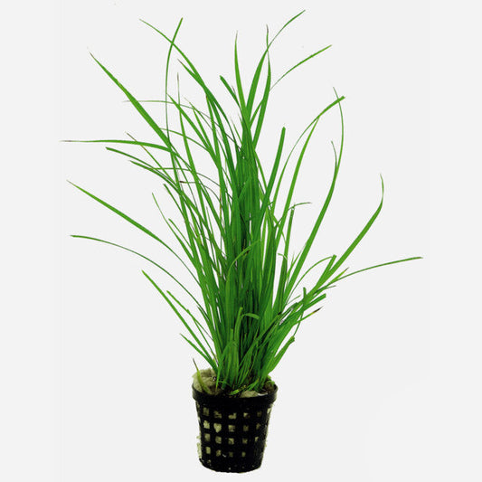 Deco Pot Anubias 15X8X5 Cm