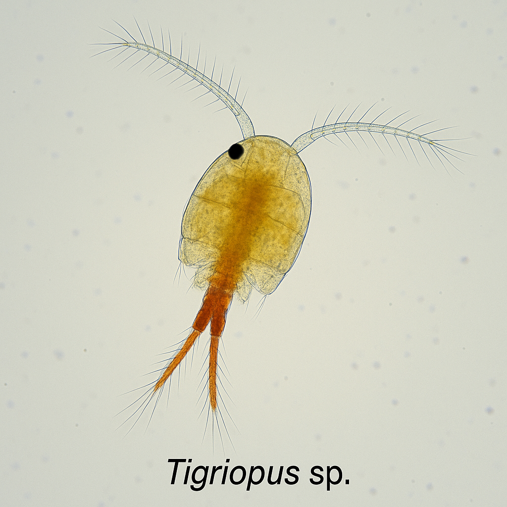 Zooplancton  Tigriopus sp 100ml