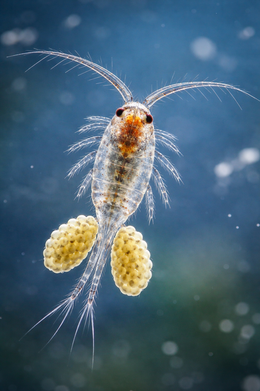 zooplankton rotifers 100 ml