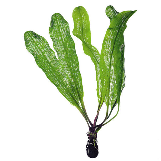 Aponogeton Madagascariensis Bulbe+Feuille
