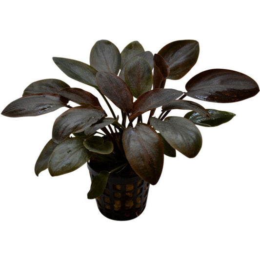 Lagenandra Meeboldii Red