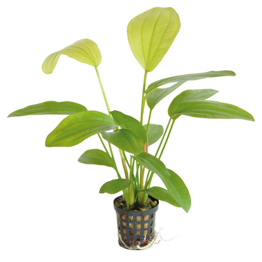 Echinodorus Rose