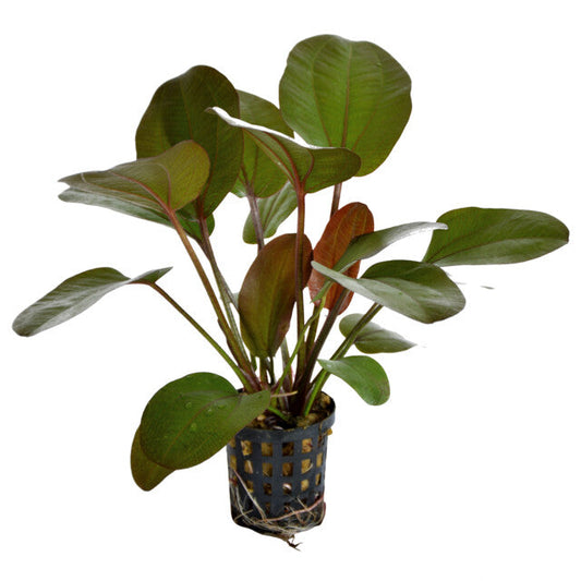 Echinodorus Rubra