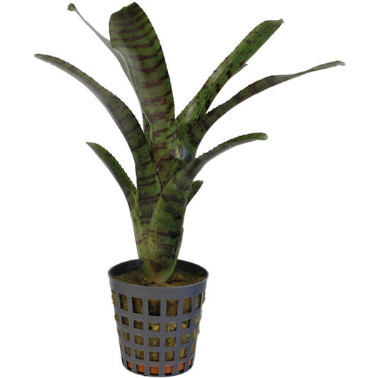 Pt-Neoregelia Ampullacea Tigrina