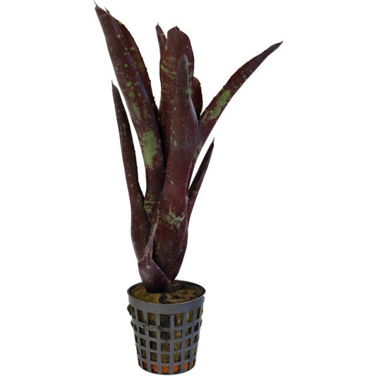 Pt-Neoregelia Hera Little Bright
