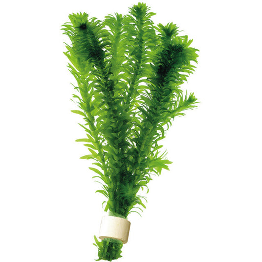 Elodea Densa Terra Cotta