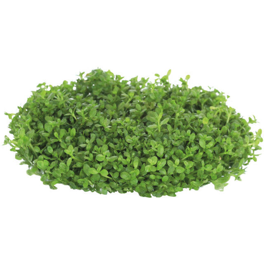 Easy Grow 45 Hemianthus Callitrichoides