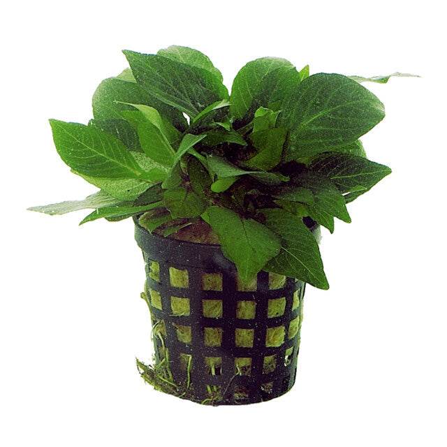 Nomaphila Siamensis Parvifolia