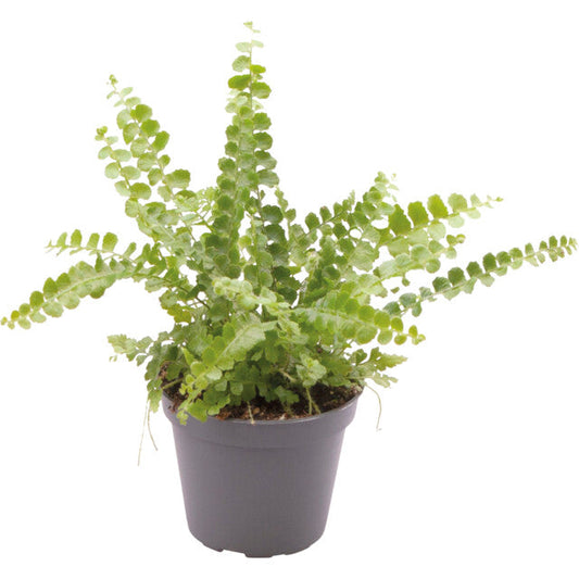 Pt-Nephrolepis Exaltata Duffy