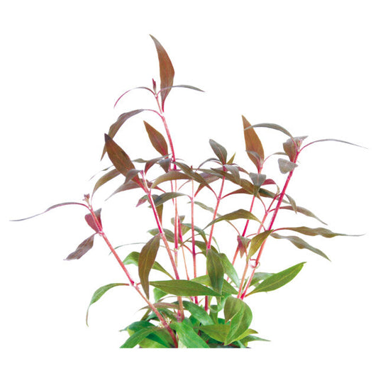 Easy Grow 1 Alternanthera Reineckii Mini