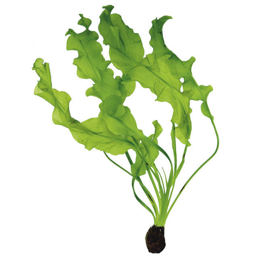 Aponogeton Ulvaceus Bulbe+Feuille