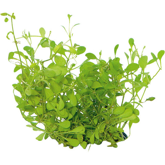 Easy Grow 43 Glossostigma Elatinoides