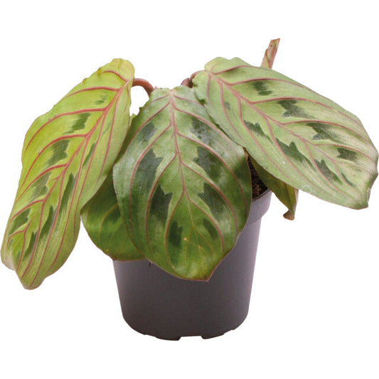 Pt-Calathea Leuconeura Red Stripe