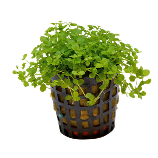 Micranthemum Monte Carlo