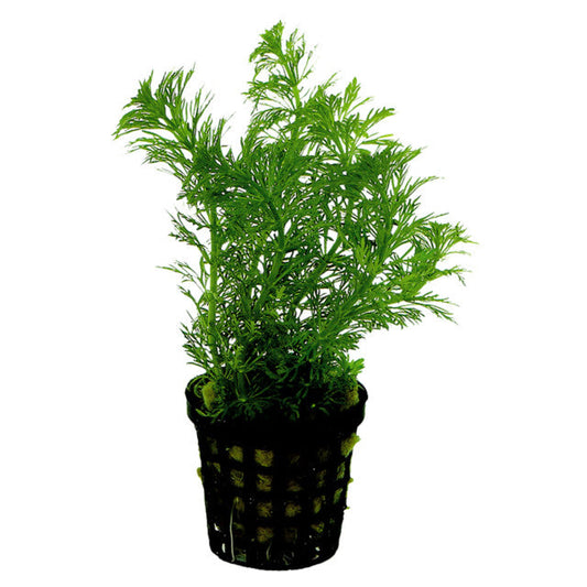 Limnophila Heterophylla