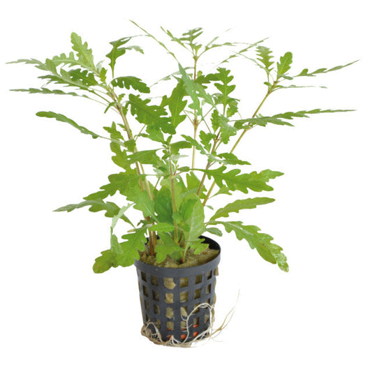 Hygrophila Pinnatifida